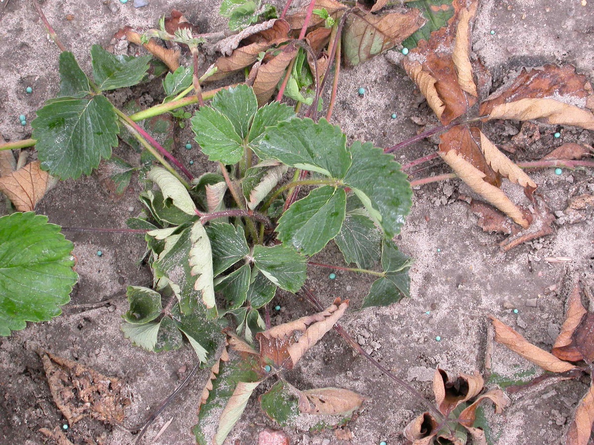 Wertycylioza, choroby odglebowe truskawek, ochrona truskawek