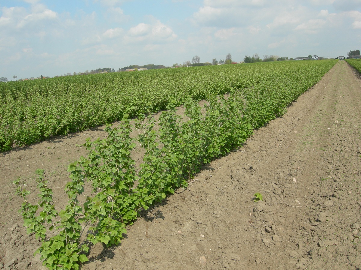 zwalczanie chwastów na plantacjach krzewów porzeczki