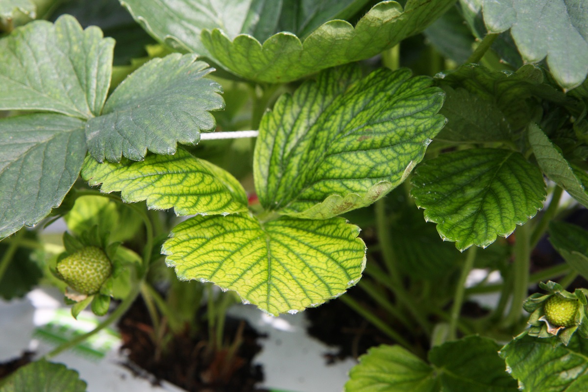 nawożenie truskawek, uprawa truskawek,