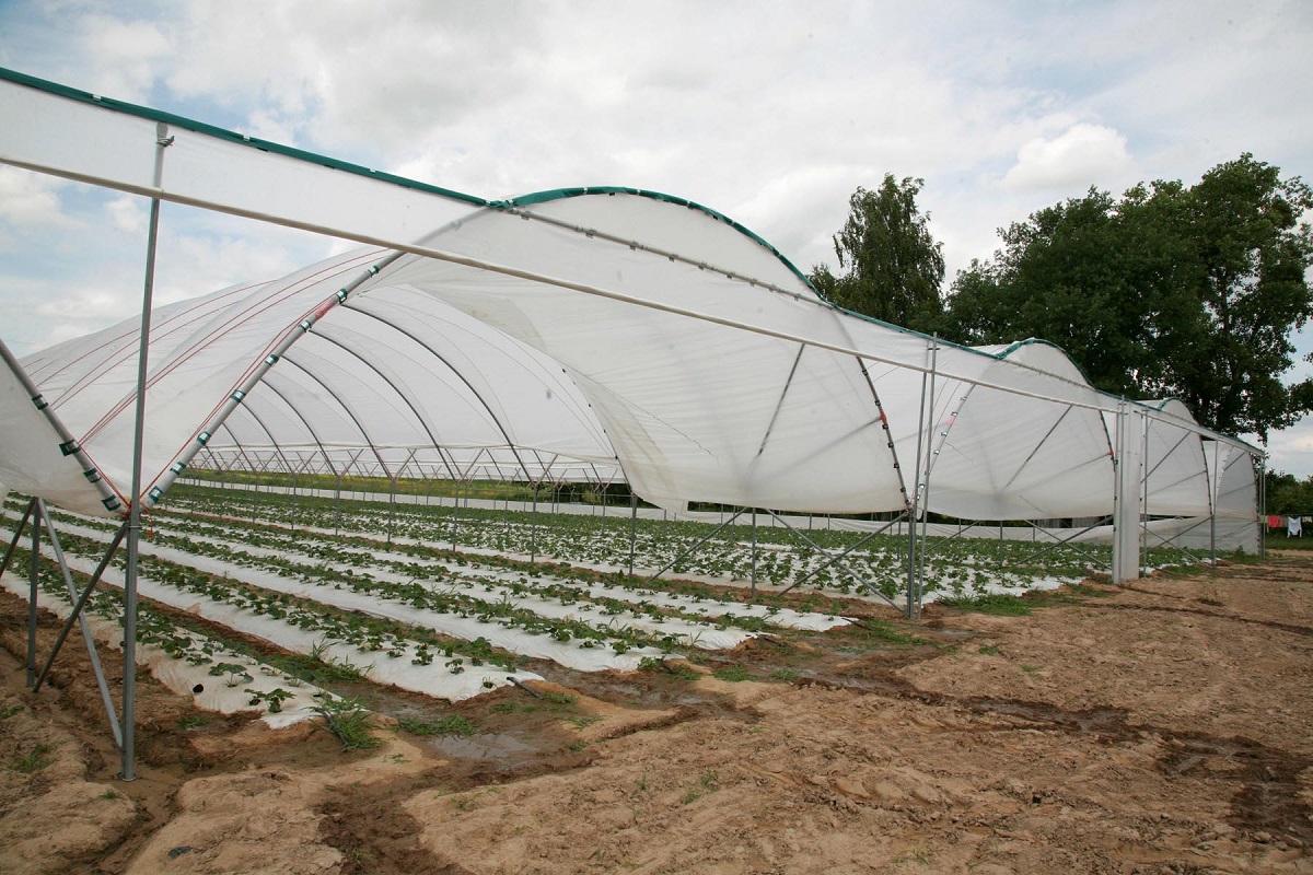 uprawa truskawek w tunelach, tunele dla truskawek