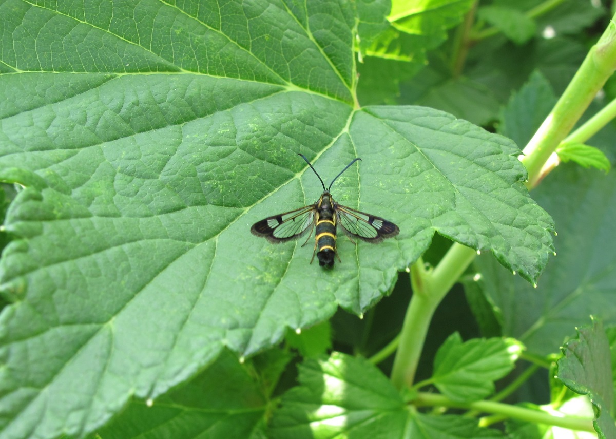 co niszczy pędy porzeczek, przeziernik porzeczkowiec,  