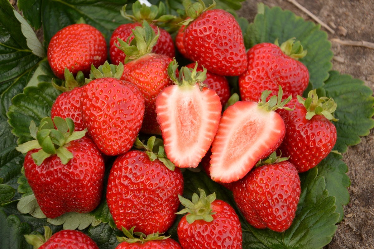 san andreas, odmiany truskawek powtarzające owocowanie