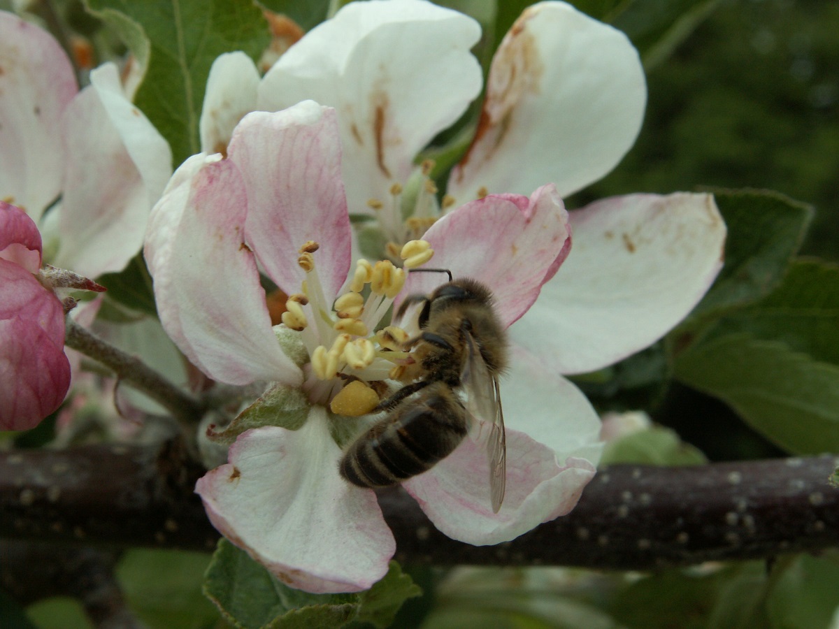pszczoła miodna, zapylanie