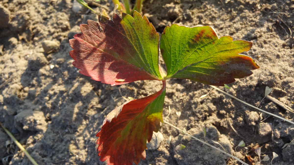 Przebarwianie starszych liści na roślinie może być oznaką niedoboru azotu