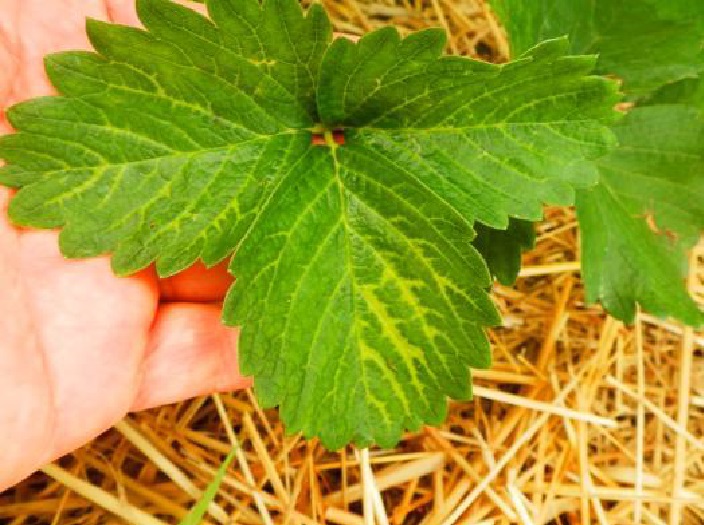  Objawy uszkodzenia roślin przez pozostałości herbicydu doglebowego