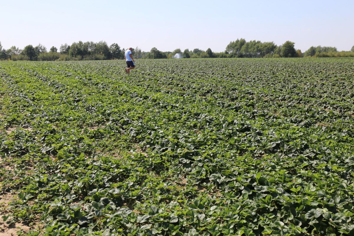 Wizyta w gospodarstwie Agronom Plants był dobrą okazją do zapoznania się z realizowaną tam produkcją szkółkarską