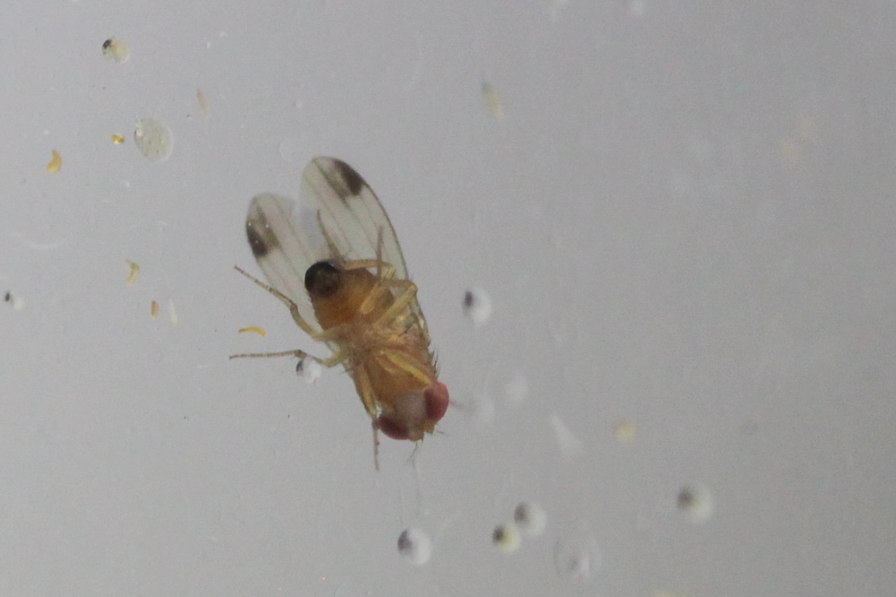 Samiec Drosophila suzukii z charekterystycznymi plamkami na skrzydłach 