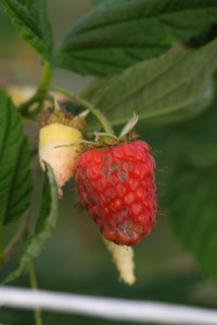 Owoc maliny z objawami Cladosporium 