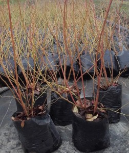 Krzewy odmiany 'Bluecrop' - jesień 2015, pojemnik 3,5 l