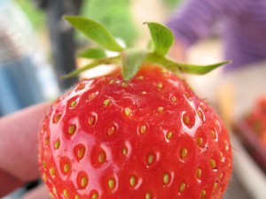 jagodnik_2_truskawka_borowka11