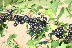 jagodnik_2_truskawka_borowka12