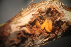 jagodnik_2_truskawka_borowka14