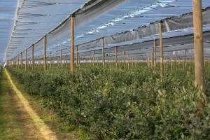 jagodnik_2_truskawka_borowka15