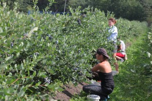 jagodnik_2_truskawka_borowka16