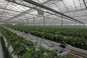 jagodnik_2_truskawka_borowka18