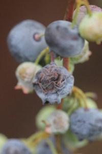 jagodnik_2_truskawka_borowka20