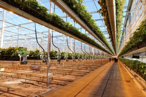 jagodnik_2_truskawka_borowka21