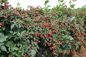 jagodnik_2_truskawka_borowka3