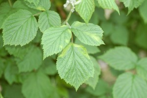 jagodnik_2_truskawka_borowka7