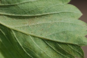 jagodnik_2_truskawka_borowka8