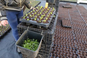 jagodnik_2_truskawka_borowka9