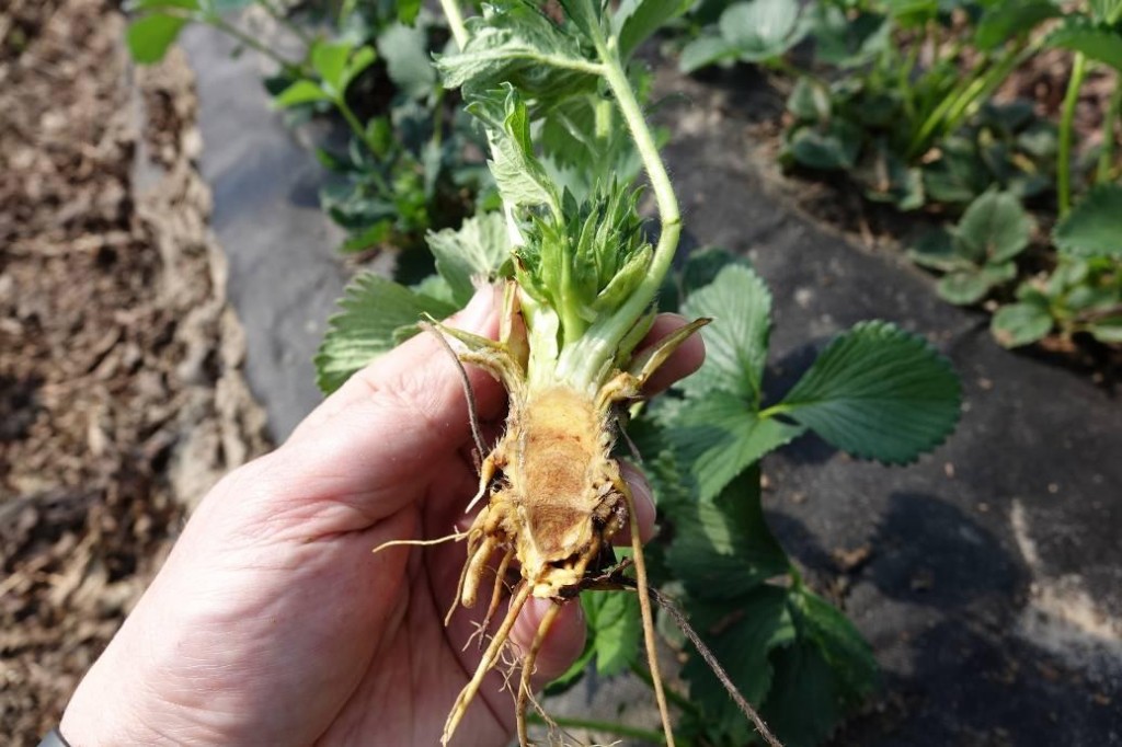 Fot. 3. Prawidłowo wyrastające liście oraz nowe korzenie wyrastające z szyjki korzeniowej świadczą o prawidłowym przebiegu regeneracji uszkodzeń mrozowych