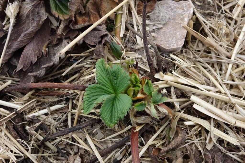 Fot. 4. Słaby wzrost roślin oraz nietypowe („sine”) zabarwienie liści wskazują na konieczność kontynuowania zabiegów