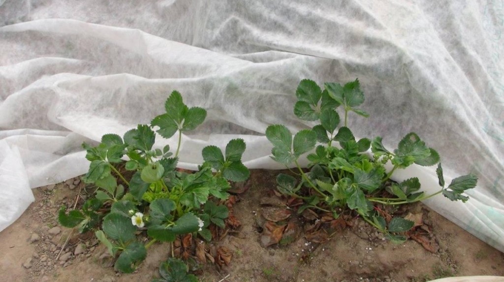 Fot. 1. Plantacja truskawek okryta agrowłókniną polipropylenową w celu ochrony przed niskimi temperaturami