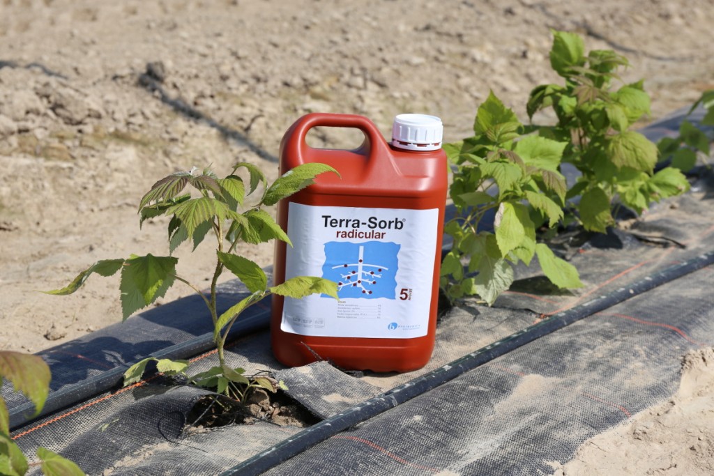 Terra Sorb Radicular używany do fertygacji warto zastosować łącznie z preparatem H