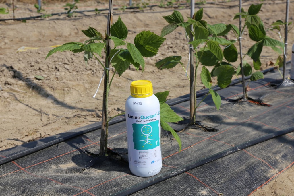 Gdy intensywnie przyrasta masa liściowa warto zastosować AminoQuelant Mg