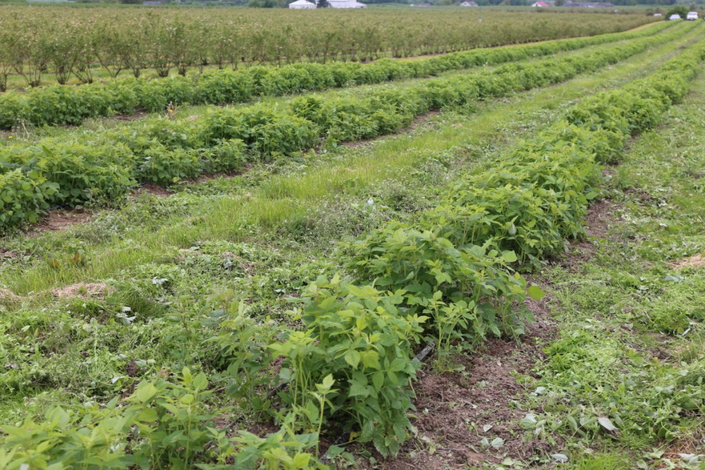 Plantacja malin odmiany 'Polana', przykryta na zimę agrowłókniną z dodatkową biostymulacją systemu korzeniowego prezentowała się 19 maja bardzo dobrze