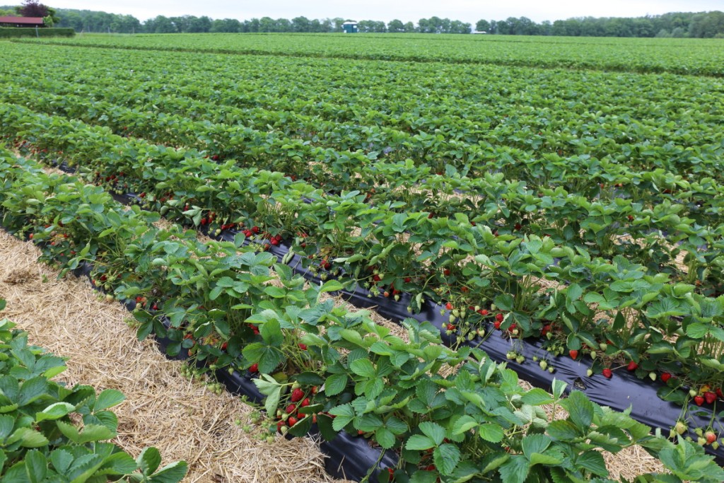 W firmie Böckmann, truskawki w tym roku rosną na około 100 ha