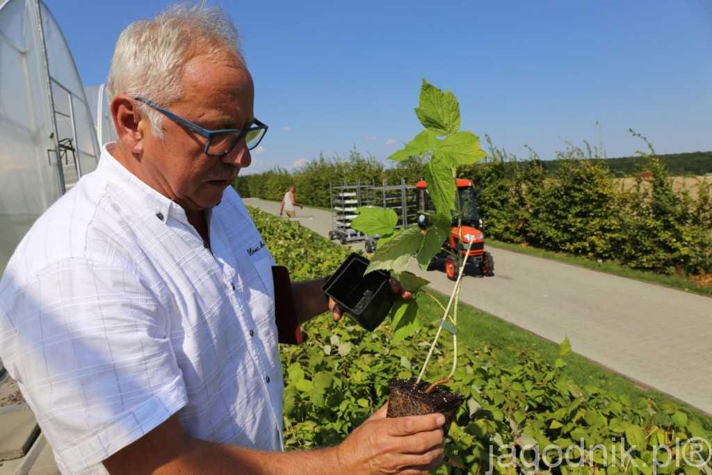 Tadeusz Kusibab prezentuje sadzonkę doniczkowaną maliny wyprowadzaną przy drewnianej podpórce