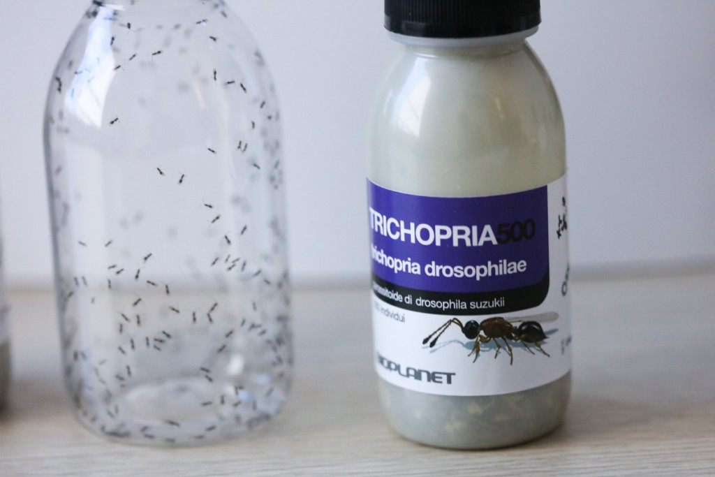 Trichopria drosophilae to parazytoid, którego można będzie wykorzystać do walki z Drosophila suzukii
