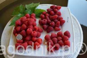 jagodnik_6_2016 (10)