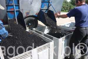 jagodnik_6_2016 (11)