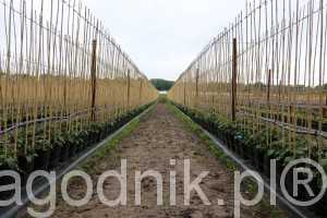 jagodnik_6_2016 (12)