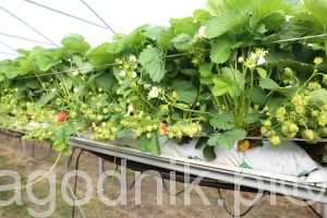 jagodnik_6_2016 (13)