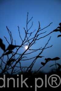 jagodnik_6_2016 (14)