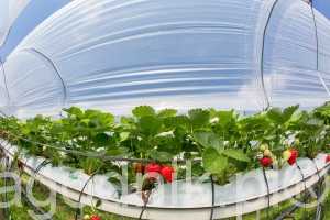 jagodnik_6_2016 (16)