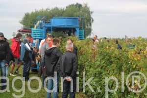 jagodnik_6_2016 (19)